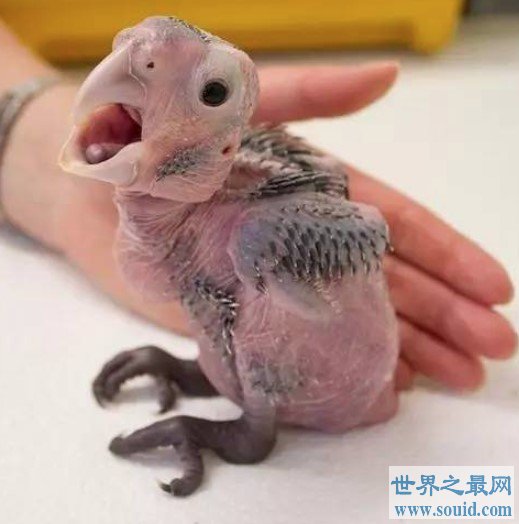 世界上最丑鹦鹉，毛发稀疏，皮肤裸露(www.gifqq.com)