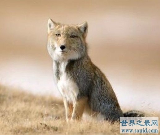世界上最丑的狐狸，比较孤僻，喜欢独来独往(www.gifqq.com)