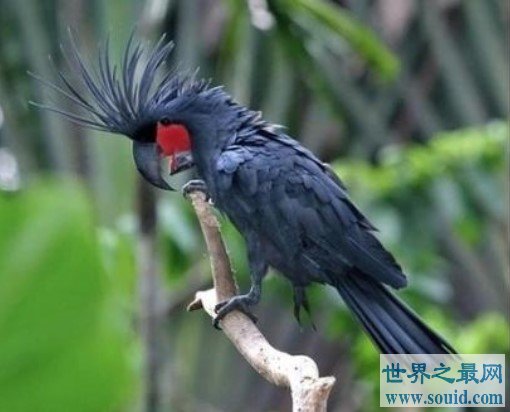 世界上最丑鹦鹉，毛发稀疏，皮肤裸露(www.gifqq.com)