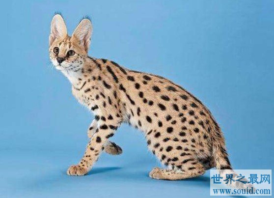 世界最贵的猫，价格都是100万往上(www.gifqq.com)