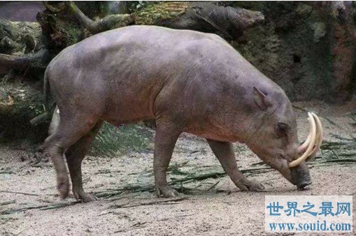 世界上最奇特的猪，不足4000头(www.gifqq.com)
