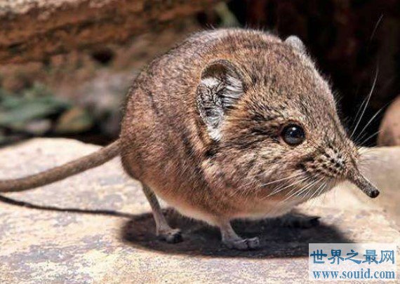 世界上最小的哺乳动物，成年体重仅2g(www.gifqq.com)