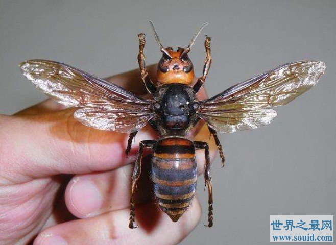 世界上体型最大的蜜蜂，也是已知最大的活蜂种(www.gifqq.com)