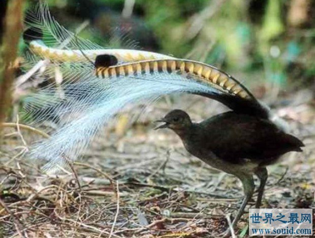 世界上最神奇的鸟，琴鸟能模仿一切声音(www.gifqq.com)