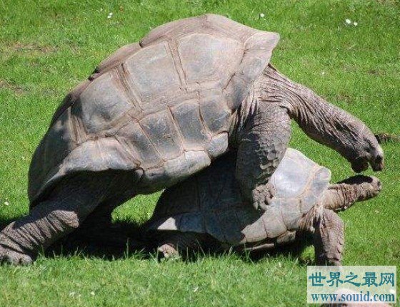 陆地上最大的乌龟,平均体重达到175千克(www.gifqq.com)