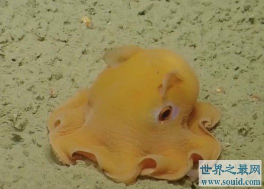 世界上最可爱的章鱼，简直不要太可爱了哦(www.gifqq.com)