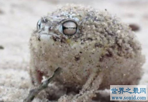 世界上最萌的青蛙，想拿在手上捏一下(www.gifqq.com)