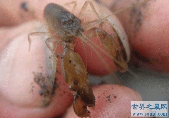 世界上最凶猛的虾，能够轻易的击晕猎物(www.gifqq.com)