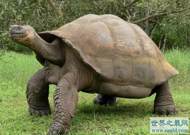 陆地上最大的乌龟,平均体重达到175千克(www.gifqq.com)