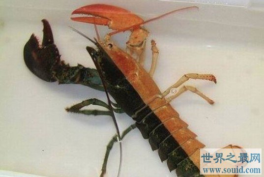 世界上最罕见的龙虾，出现概率为5千万分之一(www.gifqq.com)