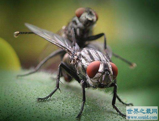 世界上最大的苍蝇,可以长到7厘米(www.gifqq.com)