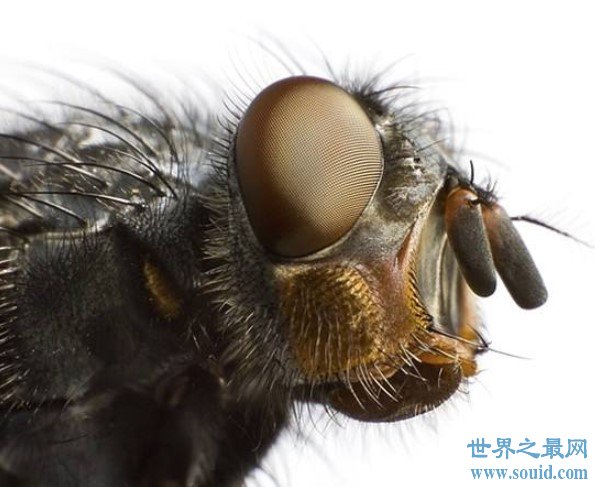 世界上最大的苍蝇,可以长到7厘米(www.gifqq.com)
