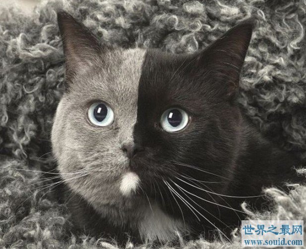 世界上最罕见的猫,它的脸被分为两半(www.gifqq.com)