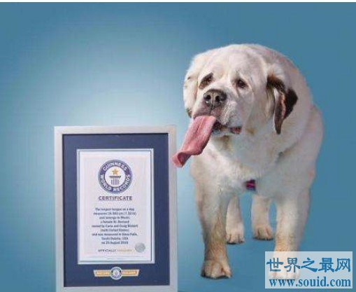 世界上舌头最长的狗，长达18.58厘米(www.gifqq.com)