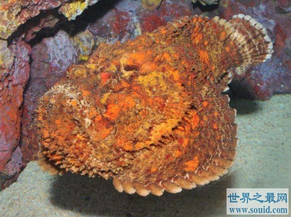 世界上最毒的鱼，又名为“玫瑰毒鲉”(www.gifqq.com)