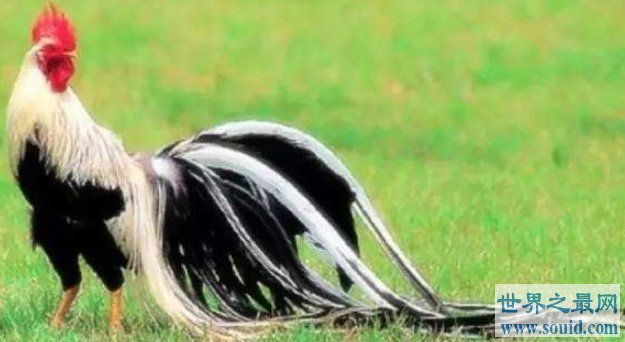 世界上羽毛最长的鸟，最长记录的羽毛是12.5米(www.gifqq.com)