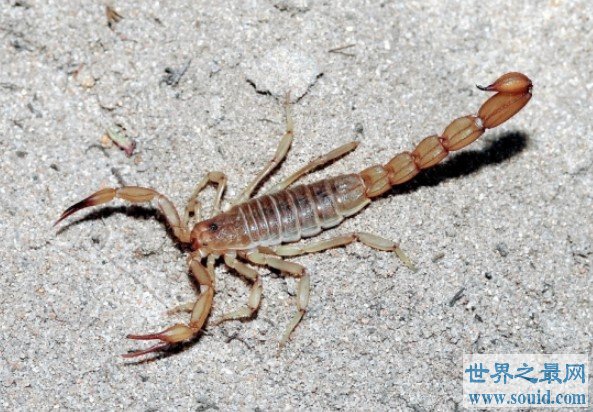 世界第二毒蝎，名为东亚钳蝎的毒蝎(www.gifqq.com)