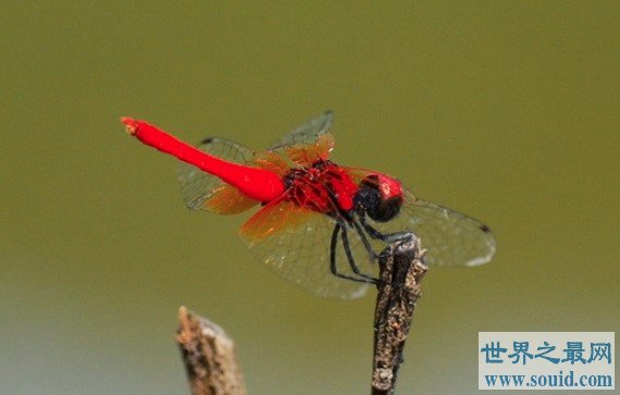世界上最小的蜻蜓，侏红小蜻是蜻蜓中的侏儒品种(www.gifqq.com)