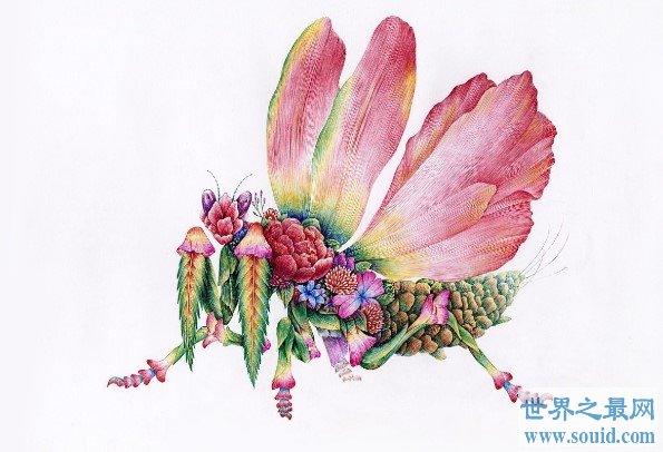 螳螂中体型最大的一类，有着“螳螂之王”的称号(www.gifqq.com)
