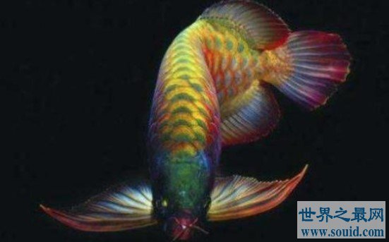 古老又珍惜的龙吐珠鱼，它们是风水界的爱宠(www.gifqq.com)