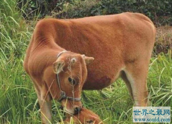 世界上最矮的牛，它的身高只有61.5厘米(www.gifqq.com)