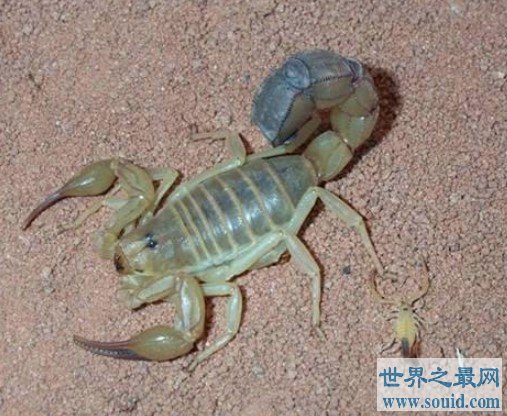 世界第二毒蝎，名为东亚钳蝎的毒蝎(www.gifqq.com)