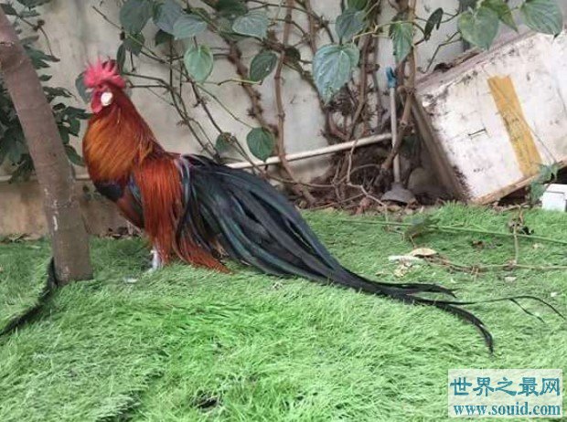世界上羽毛最长的鸟，最长记录的羽毛是12.5米(www.gifqq.com)