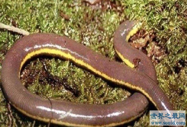 世界上最长的蚯蚓，比一些蛇都还要大(www.gifqq.com)
