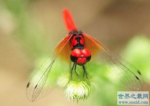 世界上最小的蜻蜓，侏红小蜻是蜻蜓中的侏儒品种(www.gifqq.com)