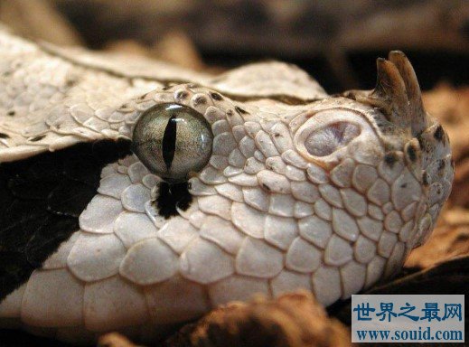 世界上毒牙最长的蛇，能长到5厘米长(www.gifqq.com)