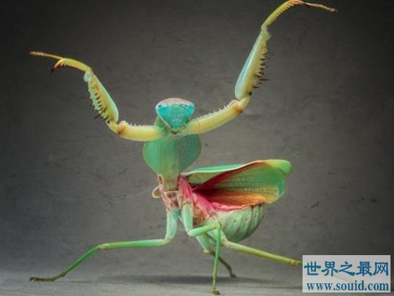 螳螂中体型最大的一类，有着“螳螂之王”的称号(www.gifqq.com)