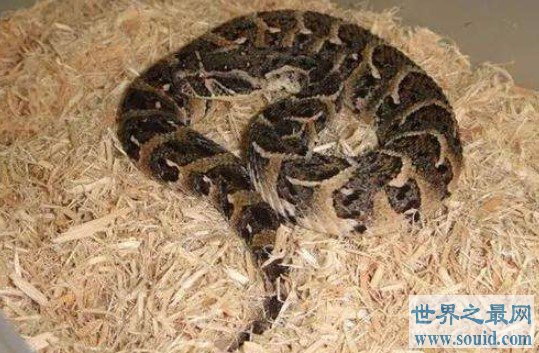 世界上毒牙最长的蛇，能长到5厘米长(www.gifqq.com)