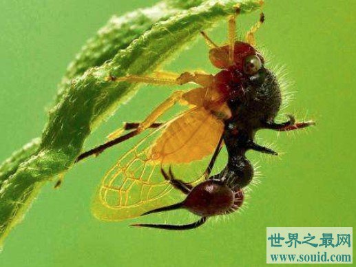 1亿年前的远古巨型蚂蚁，携带致命病毒对人类造成威胁(www.gifqq.com)