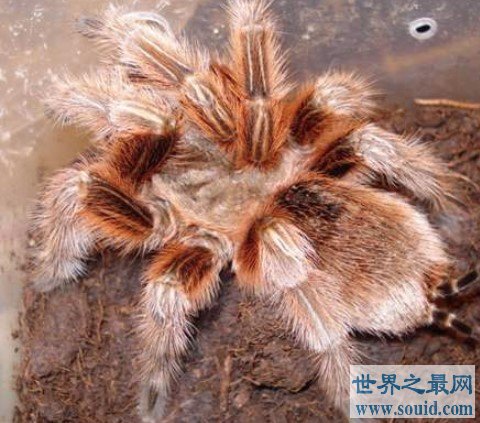 最受欢迎的宠物蜘蛛，叫做智利火玫瑰蜘蛛(www.gifqq.com)