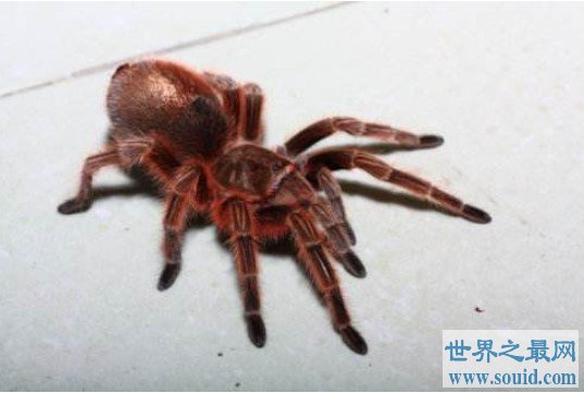最受欢迎的宠物蜘蛛，叫做智利火玫瑰蜘蛛(www.gifqq.com)