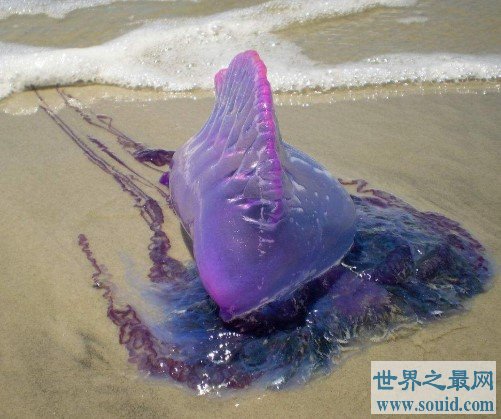 世界上最毒的水母，被蜇伤立即休克(www.gifqq.com)