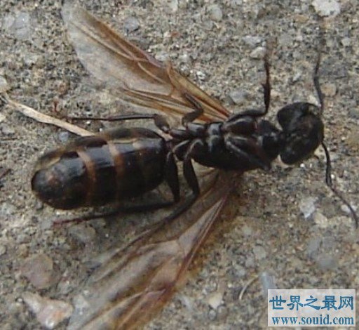 1亿年前的远古巨型蚂蚁，携带致命病毒对人类造成威胁(www.gifqq.com)