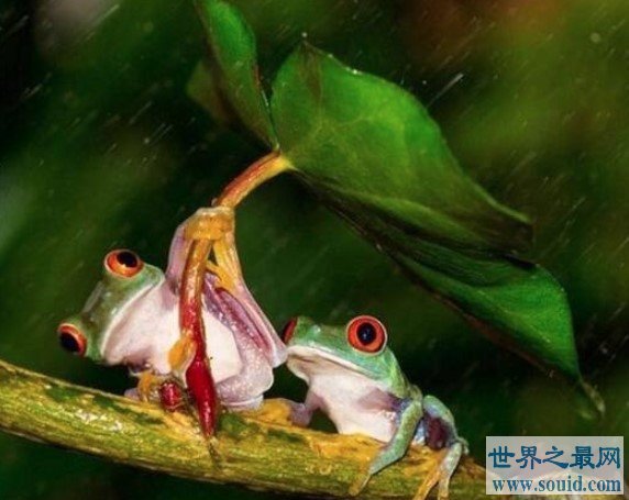 世界上最可怜的青蛙，打伞树蛙被摄影师摆拍折磨致死(www.gifqq.com)