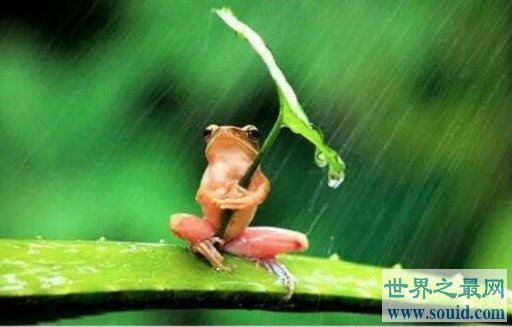世界上最可怜的青蛙，打伞树蛙被摄影师摆拍折磨致死(www.gifqq.com)