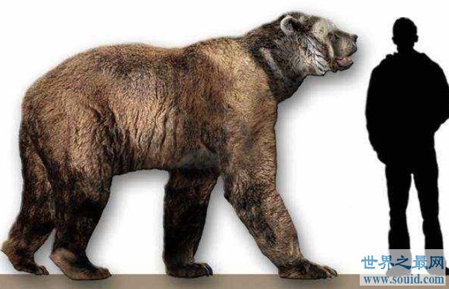 地球上体型最大的熊，站立时可以高达近5米(www.gifqq.com)