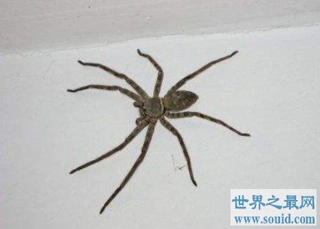 室内最大的蜘蛛，13cm长的白额高脚蛛是蟑螂的天敌