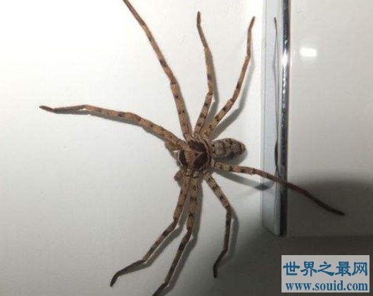 室内最大的蜘蛛，13cm长的白额高脚蛛是蟑螂的天敌(www.gifqq.com)