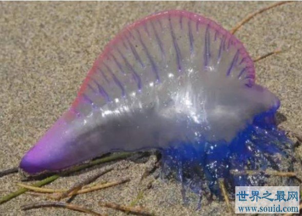 世界上最毒的水母，被蜇伤立即休克(www.gifqq.com)