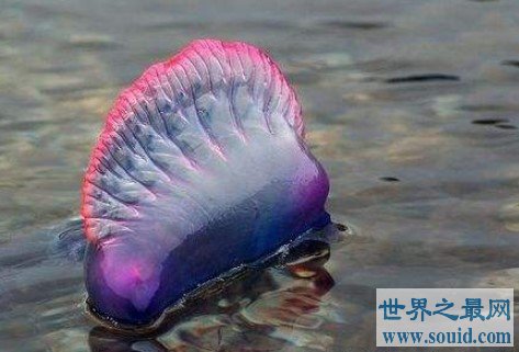 世界上最毒的水母，被蜇伤立即休克