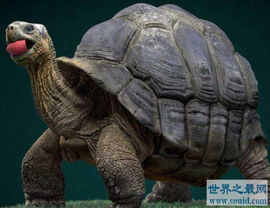 史上最巨大的海龟古巨龟，体重更是达到2吨(www.gifqq.com)
