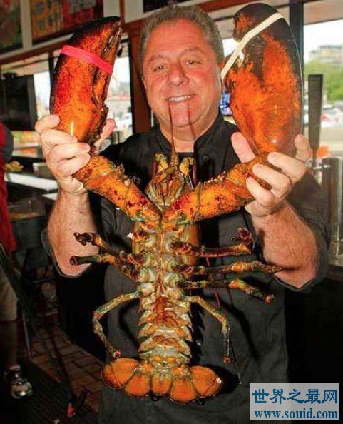 世界上最老的龙虾132岁，和虾主人生活20年后被放生(www.gifqq.com)