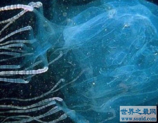 世界上最毒的生物箱水母，25年内毒死了大约60人(www.gifqq.com)