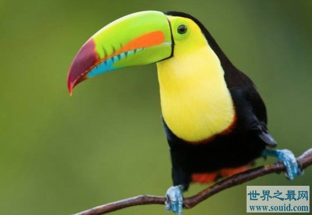 世界上嘴巴最大的鸟，几乎相当于体长的一半(www.gifqq.com)