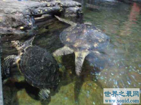 史上最巨大的海龟古巨龟，体重更是达到2吨