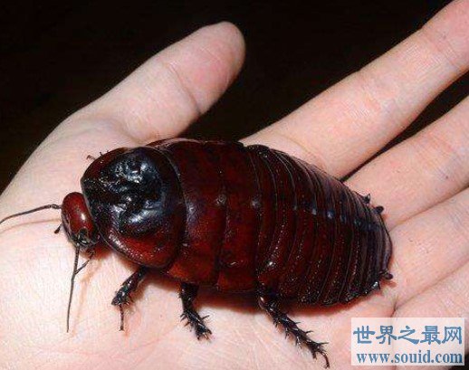世界上最大的蟑螂---犀牛蟑螂的体型可达10厘米左右(www.gifqq.com)